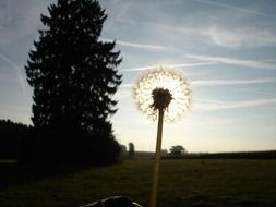 dandelion in the rays of light