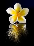 plumeria on the black background