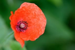 Red poppy is a wild flower