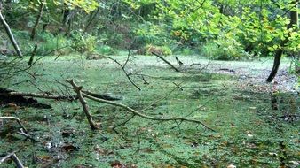 very beautiful green pond