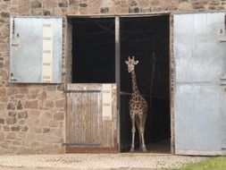 baby giraffe in the barn in the zoo