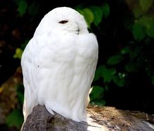 white bird on the stone