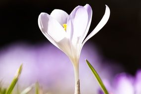 White crocus bud