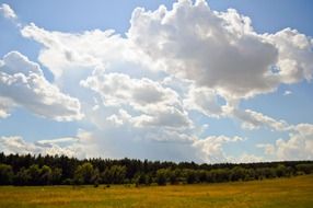 desert plain on a background of green forest