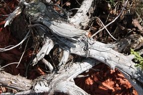 dry tree trunks in the forest