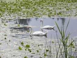 swans pond water lilies