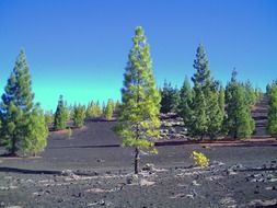 pine trees on a hill