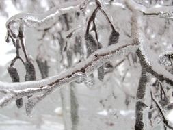 winter tree frozen bough