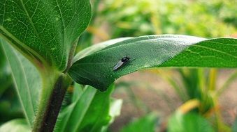 the insect is sitting on a green leaf
