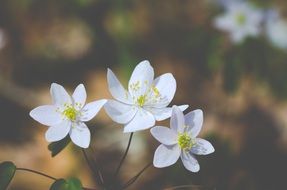 Wild white flowers