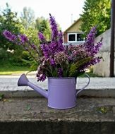 Garden decoration of lavender flowers in a purple watering can