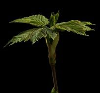 green evening plant on a black background