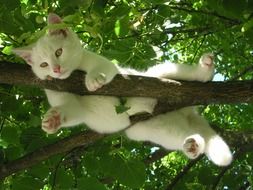 white cat relax on a branch