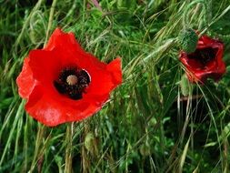 red poppies in tall green grass