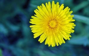 yellow dandelion flower close up