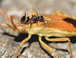 hemiptera close up