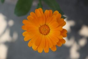 photo of the orange flower