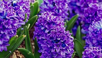 Violet hyacinth flowers