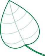 Picture of white and green leaf