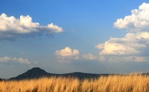 mountain behind the yellow grass