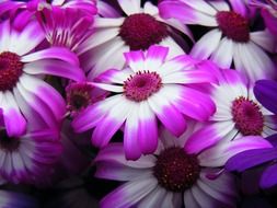 white purple flower blossom macro