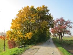 Landscape with the trees near the road in Germany on an autumn day