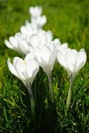 White crocuses on green grass
