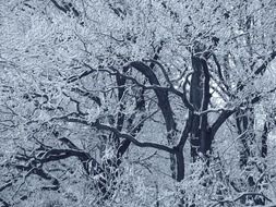 tree tops at snowy winter forest