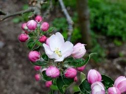 Close-up of the branch in pink and white cherry blossom