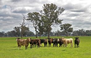 landscape of herd of cows in australia