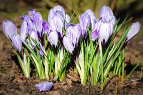 violet crocuses spring flowers close