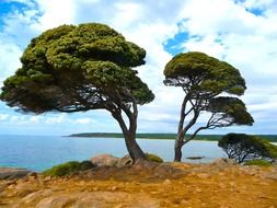 beautiful tree on the sea coast