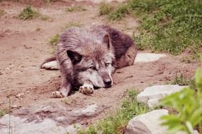the grey wolf is lying on the sand