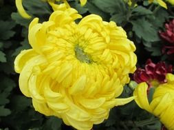 yellow chrysanthemum plant macro