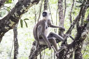 monkeys animals mammals