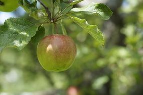 unripe green apple on a branch