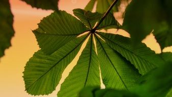 beautiful and delightful chestnut leaf