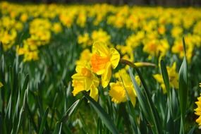 Field of yellow daffodils close-up