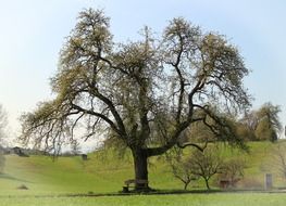 tree among green meadows