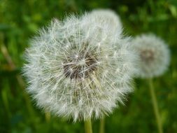 macro photo of dandelion seeds plants