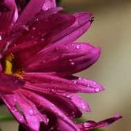 aster in rain drops close up