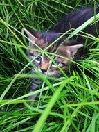 kitten looking from grass portrait