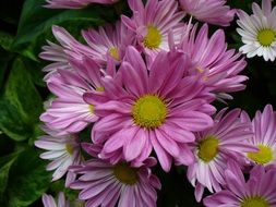 pink and white chrysanthemums in a bouquet