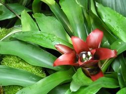 flower on green plant