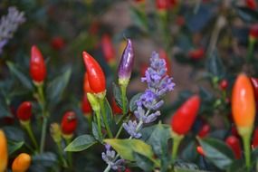 Colorful peppers among lavender
