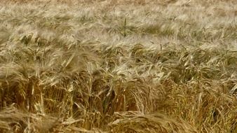 Golden yellow cereal field