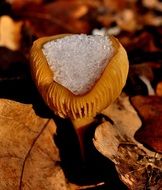 Snow on the mushroom in the forest