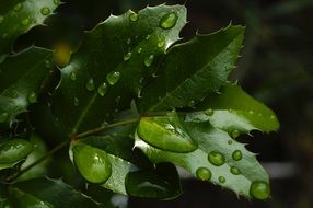 foliage plants in raindrops