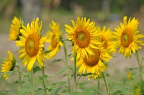 Sunflowers on the field