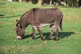 Donkey on the meadow